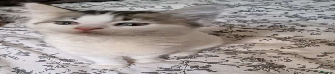 Persian Kitten 3