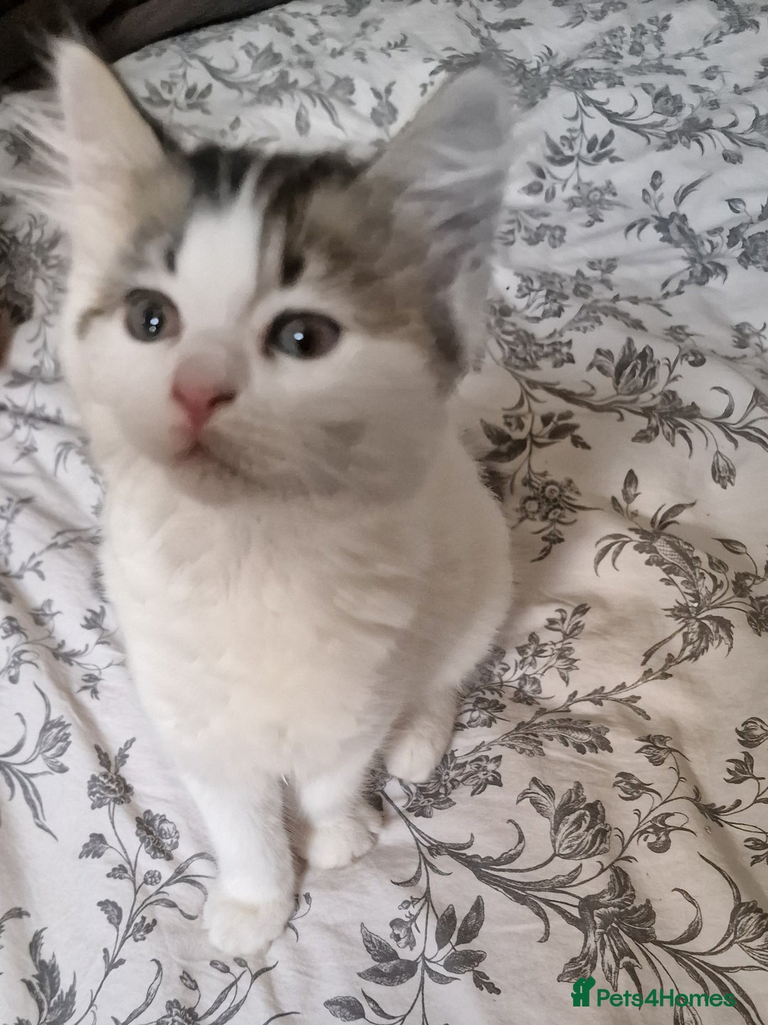Persian cats for sale: Persian kitten for sale. - Image 4