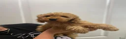 Cockapoo dogs for sale: Cockapoo Female F1b for sale - Advert 4