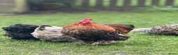 Chickens poultry for sale: Hatching eggs Pekin bantams & silkie  - Advert 14