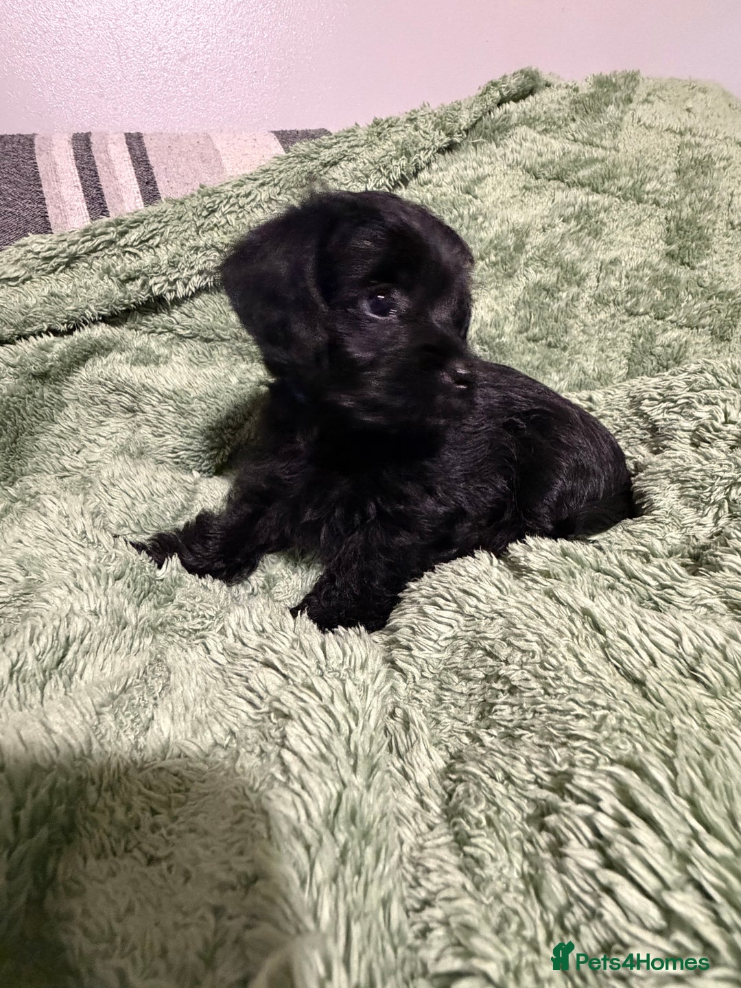 Yorkiepoo dogs for sale: Yorkiepoo puppies for sale. - Advert 18
