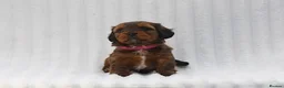Mixed Breed dogs for sale: Havatoodle Pups - Advert 5
