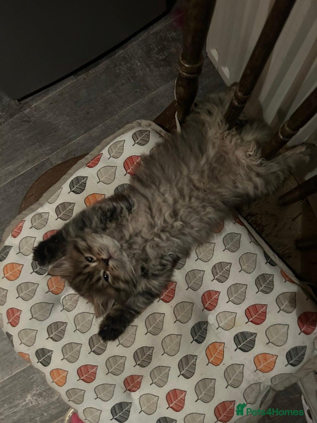 Persian cats for sale: Persian Kittens Looking for Loving Homes - Advert 25