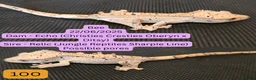 Gecko reptiles for sale: Juvenile Crested geckos - Prices lowered. - Advert 3