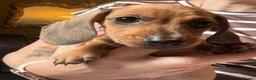 Miniature Dachshund dogs for sale: Miniature Dachshunds  - Advert 3