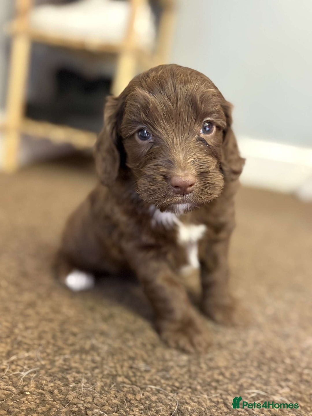 Cockapoo dogs for sale: Stunning F1 Cocapoos - Image 16