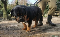 Mastiff dogs for sale: Beautiful female Mastiff  - Image 7