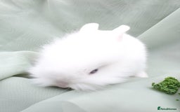 Mini Lop rabbits for sale: Spayed/neutered rabbits for adoption - Image 13