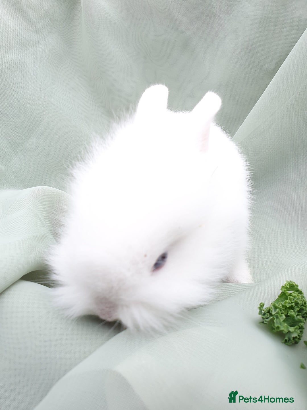 Mini Lop rabbits for sale: Spayed/neutered rabbits for adoption - Image 13