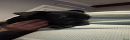 Patterdale Terrier dogs for sale: PURE Patterdale Terrier  - Advert 29