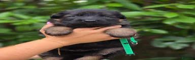 German Shepherd 1