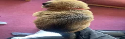 Belgian Shepherd Dog dogs for sale: Stunning Belgian Malinois puppies  - Advert 16