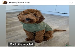Cavapoo dogs for sale: Extensively Health Tested F1b Cavapoo Puppies  - Advert 6