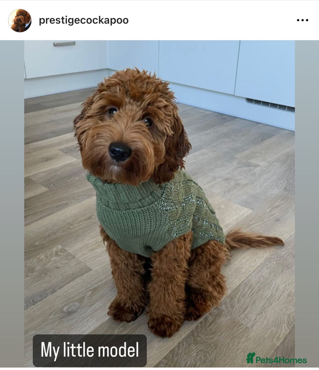 Cavapoo dogs for sale: Extensively Health Tested F1b Cavapoo Puppies  - Advert 6