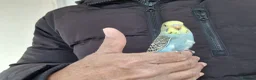 Budgerigars birds for sale: Super hand tamed baby budgies  - Advert 2