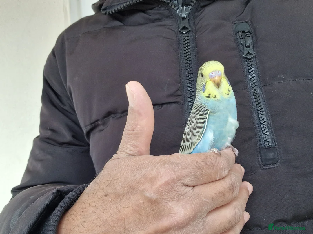 Budgerigars birds for sale: Super hand tamed baby budgies  - Advert 2