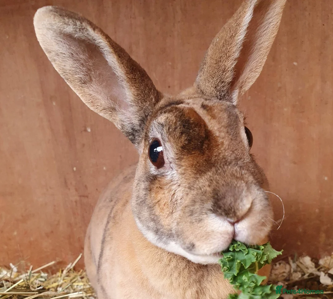 Rex rabbits for sale: 4 Yr old Spayed rabbit for adoption vac RHD2 - Advert 6