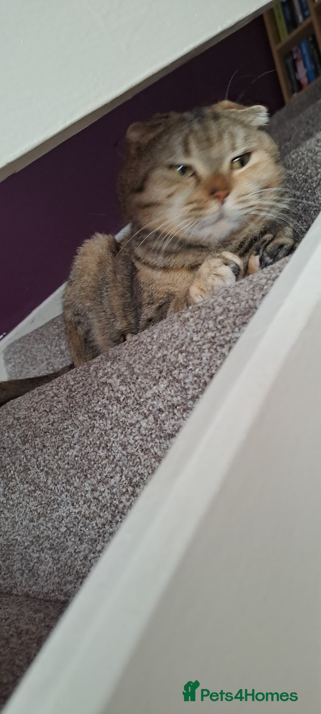 Scottish Fold cats for sale: Beautiful Scottish fold cat FREE - Image 1