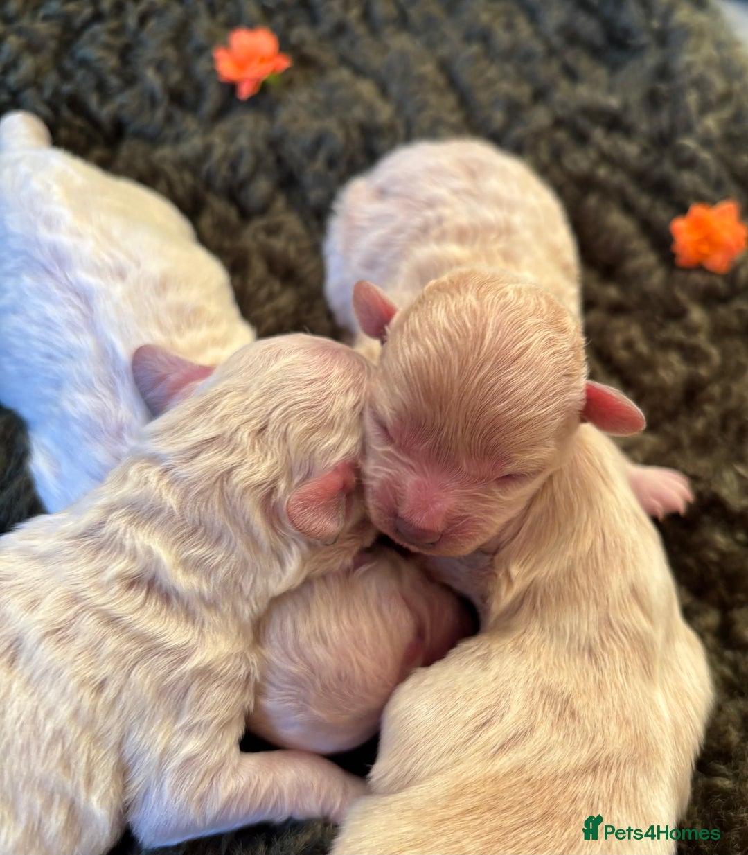 Maltipoo dogs for sale: Exquisite Maltipoo puppies  - Advert 3