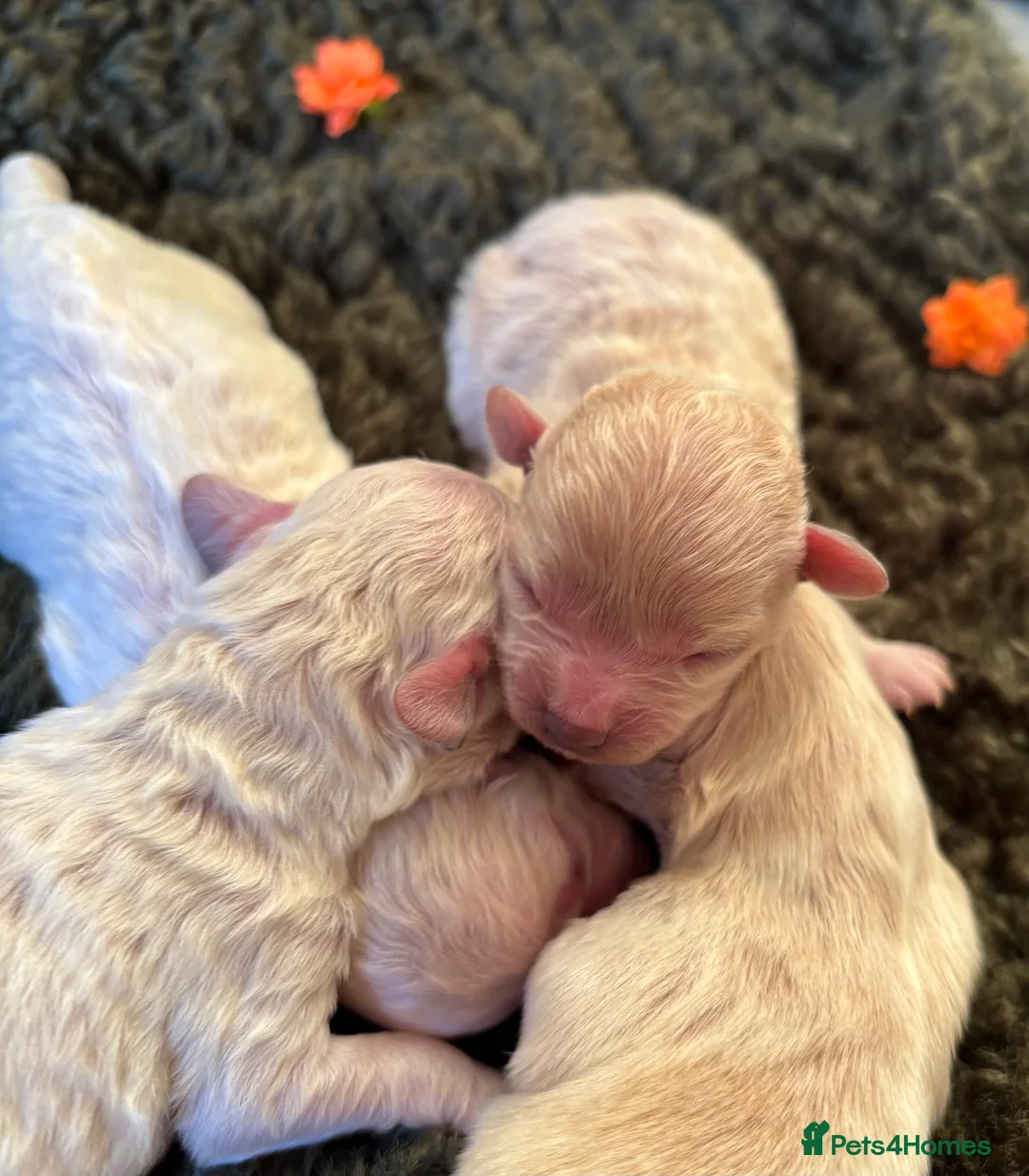 Maltipoo dogs for sale: Exquisite Maltipoo puppies  - Advert 6