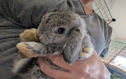 Mini Lop rabbits for sale: Last little boy mini lop  - Image 2