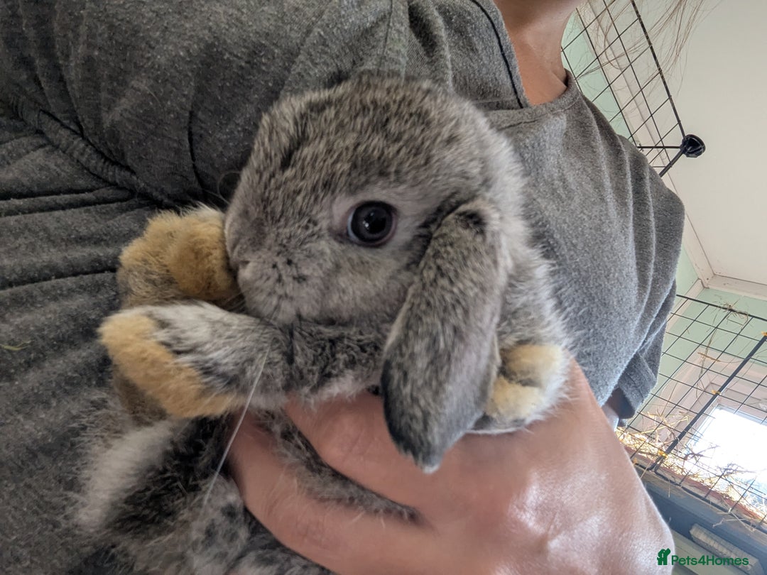 Mini Lop rabbits for sale: Last little boy mini lop  - Image 2