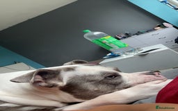 Mixed Breed dogs for sale: X bully cross staff  - Image 4