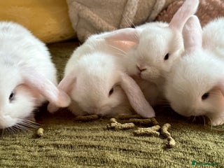 Mini Lop rabbits - Advert 25