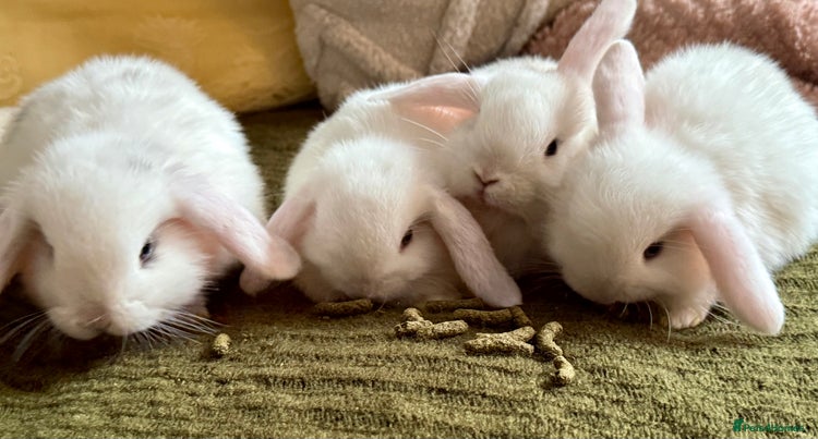 Mini Lop rabbits - Advert 13