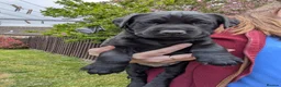 Labrador Retriever dogs for sale: 1x KC Reg Fully Health Tested Clear Active Lab Pup - Advert 6