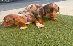 Miniature Dachshund dogs for sale: Miniature dachshund puppy’s TO LEAVE NOW in Luton - Image 20