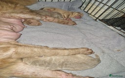 Shar Pei dogs for sale: Male Shar peis - Image 14
