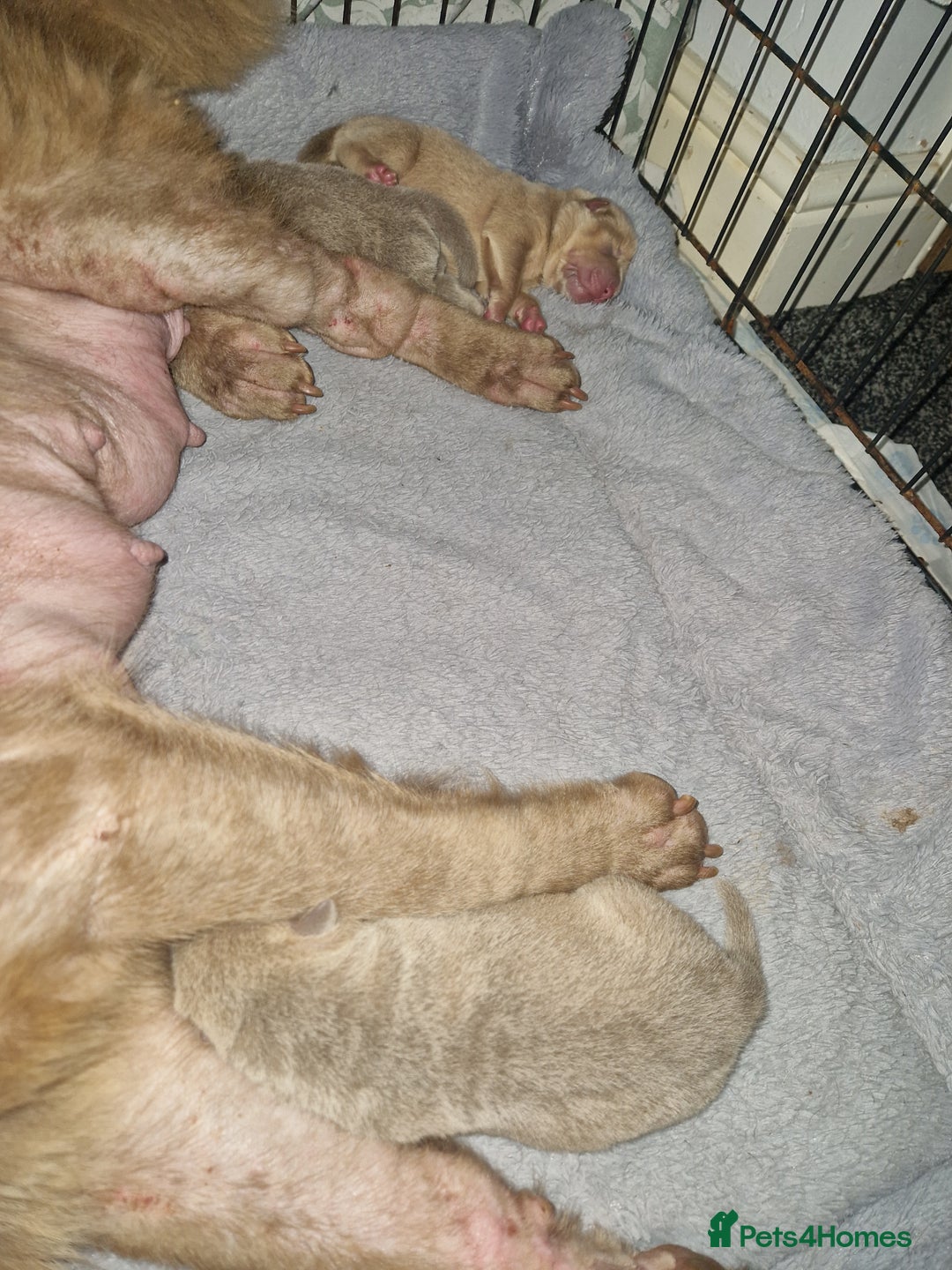 Shar Pei dogs for sale: Male Shar peis - Image 14