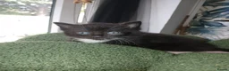 Mixed Breed cats for sale: Kittens Ready for new homes - Advert 26