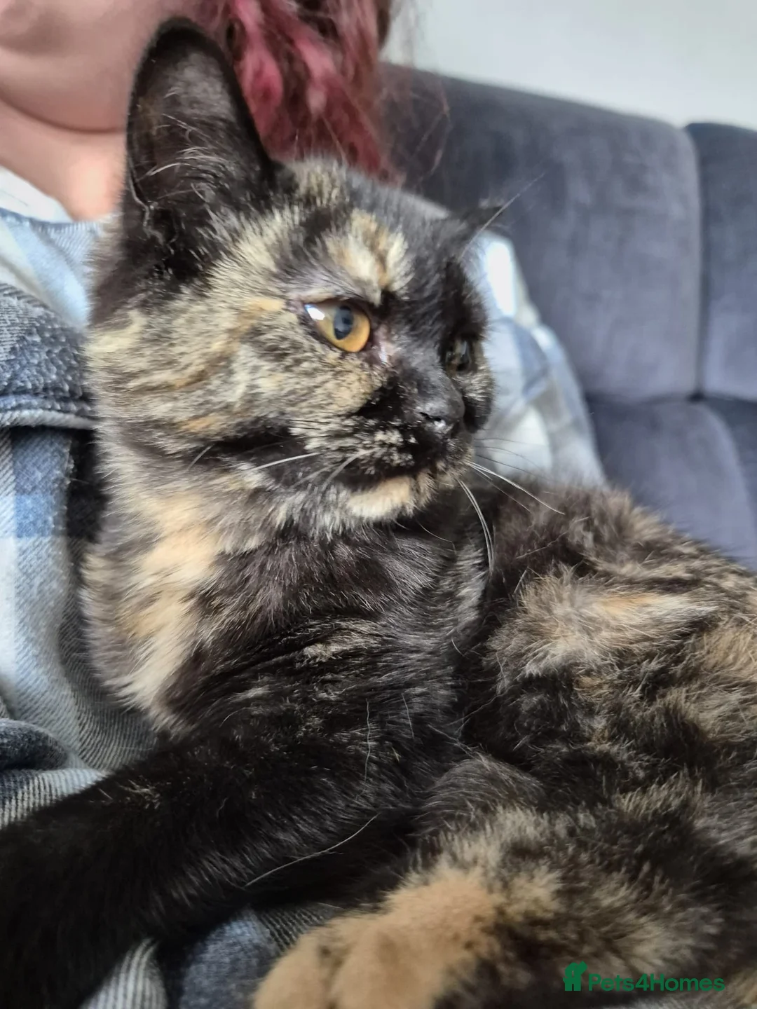 Selkirk Rex cats for sale: Pedigree tica reg black tortie neutered  - Advert 1