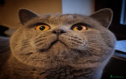 British Shorthair cats for stud: ⭐️ STUD BLUE BRITISH SHORTHAIR GCCF, WREXHAM ⭐️ in Wrexham - Image 1