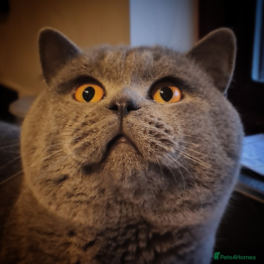 British Shorthair cats for stud: ⭐️ STUD BLUE BRITISH SHORTHAIR GCCF, WREXHAM ⭐️ in Wrexham - Image 1