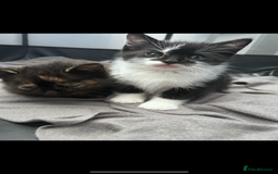 Bengal cats for sale: 4 bengals 2 black/white ready in time for  **   - Advert 10