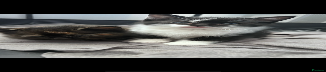 Black and white Kitten 6