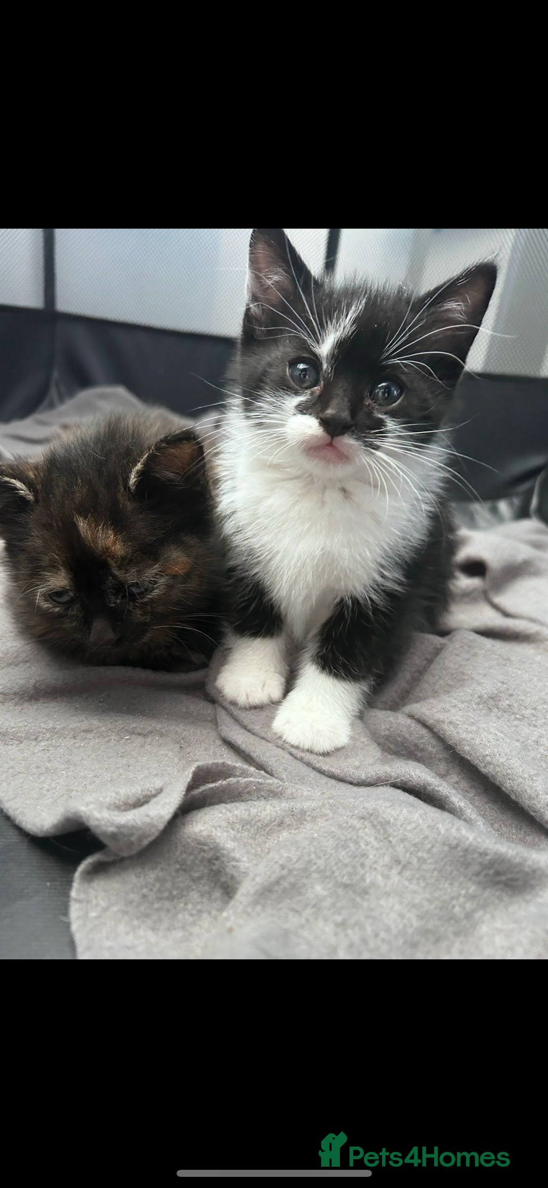 Bengal cats for sale: 4 bengals 2 black/white ready in time for  **   - Advert 10