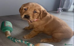 Golden Retriever dogs for sale: Gorgeous kc red golden retrievers  - Image 12