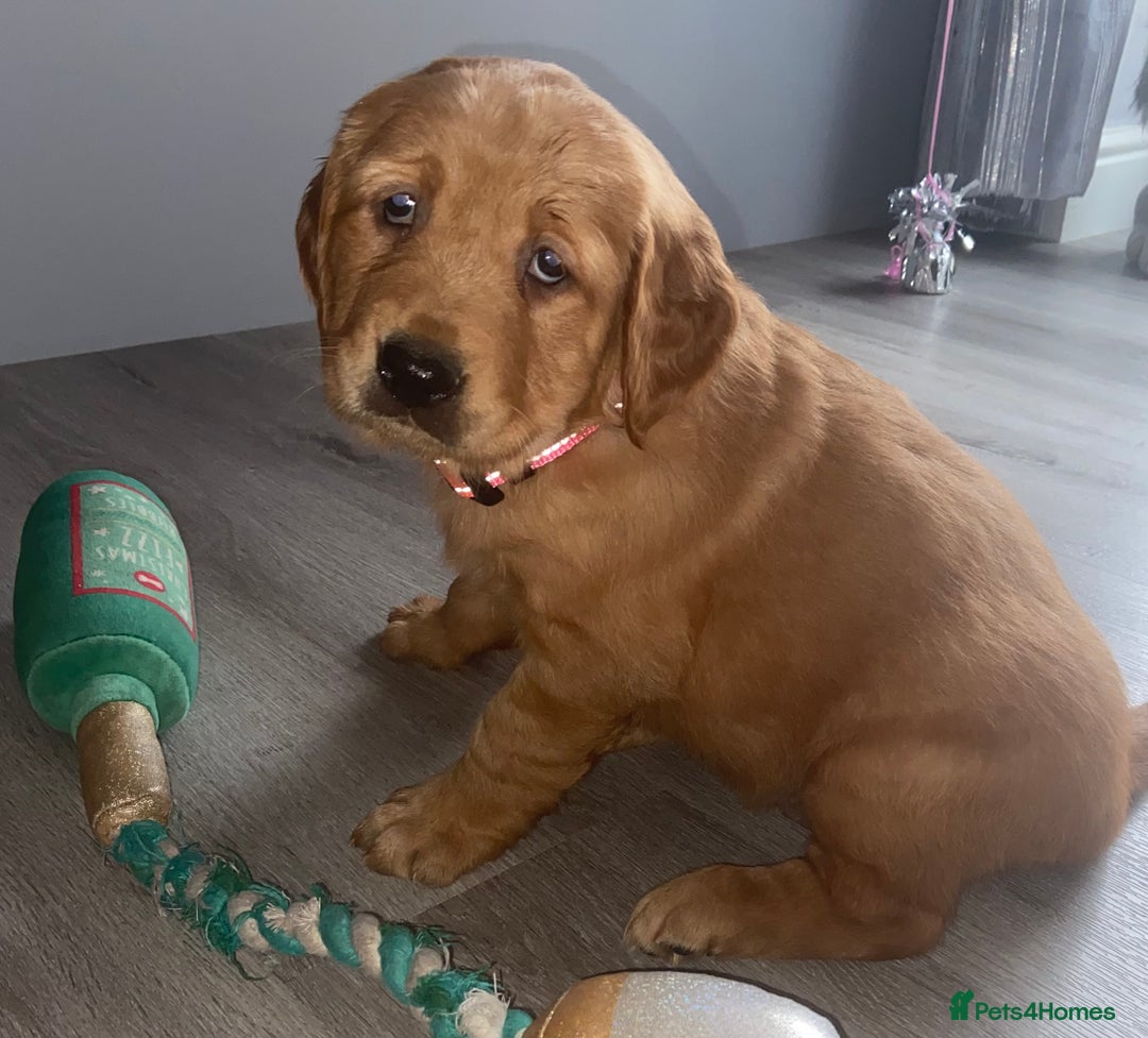 Golden Retriever dogs for sale: Gorgeous kc red golden retrievers  - Image 12