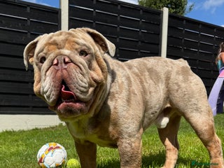 English Bulldog dogs - Advert 36