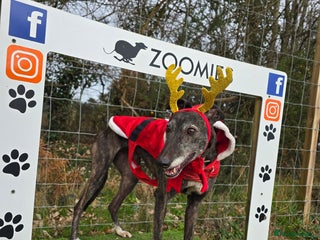 Greyhound dogs 7 yo greyhound female. For warm loving home. - Advert 2