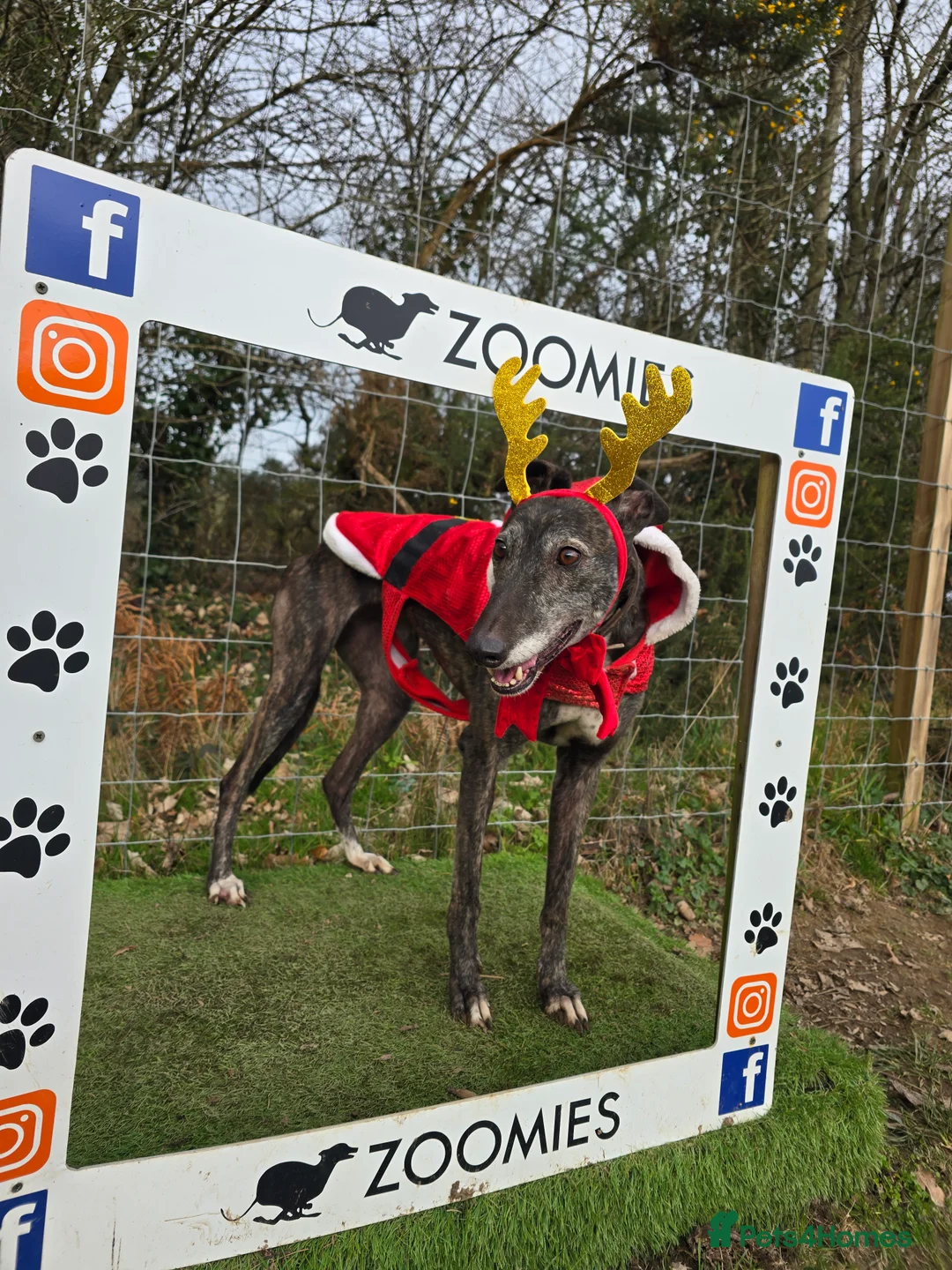 Greyhound dogs for sale: 7 yo greyhound female. For warm loving home. - Advert 1