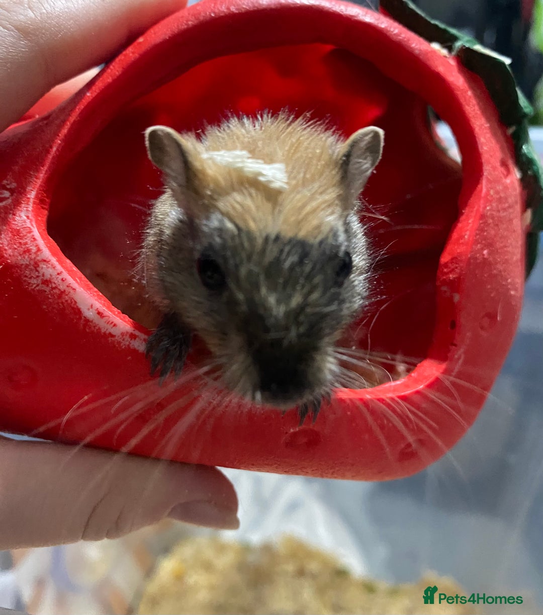 Gerbil rodents for sale: Unique baby gerbil  - Advert 1