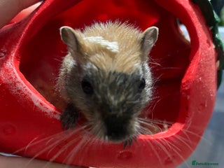 Gerbil rodents Unique baby gerbil - Advert 1