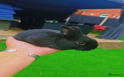 Alaska rabbits for sale: 6 Alaskan baby bunnies - Image 10