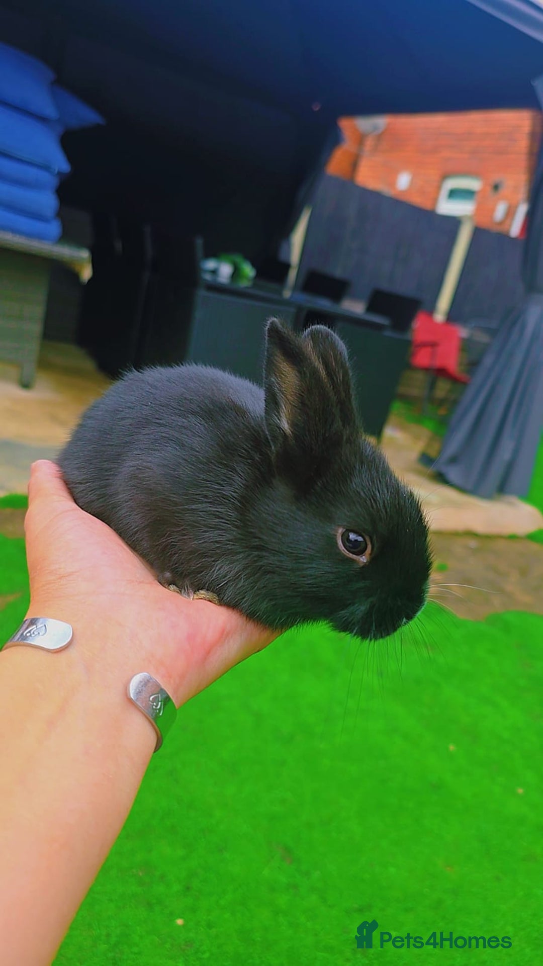 Alaska rabbits for sale: 6 Alaskan baby bunnies - Image 10
