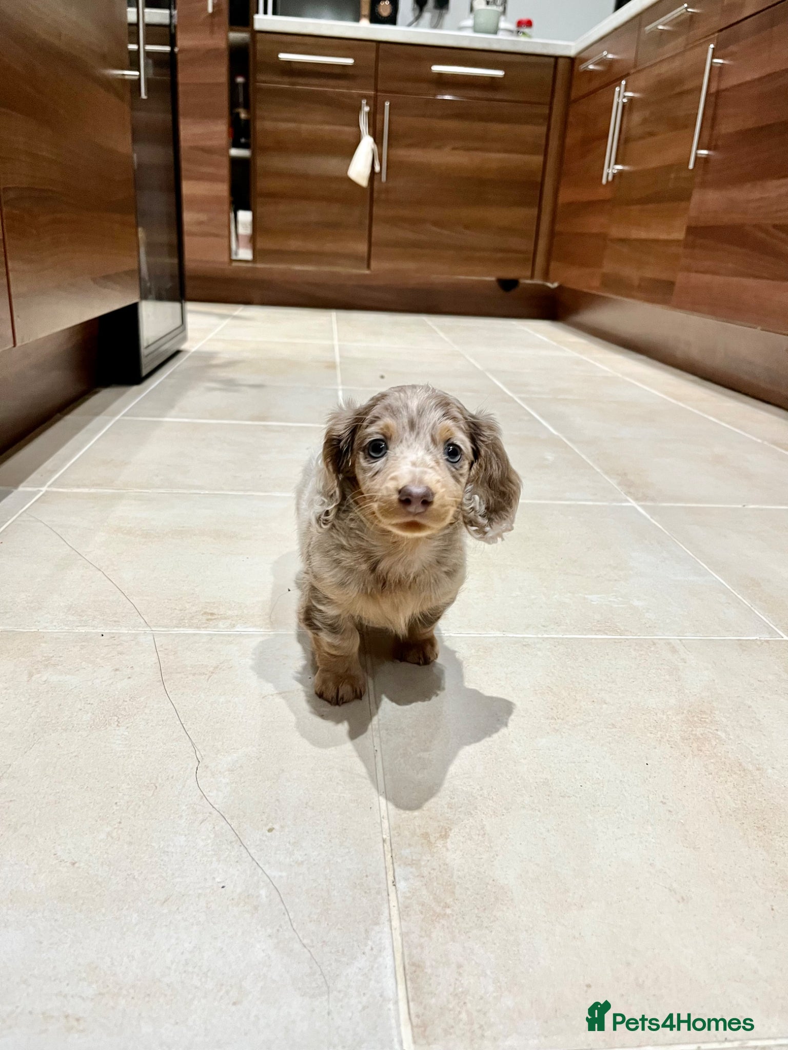 Miniature Dachshund dogs for stud: Dobby £0 - Advert 4